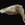 sepiae