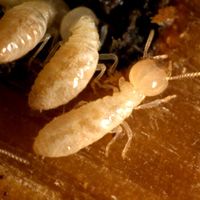 Termite treatment Eliminate Unsafe termites, speedily!