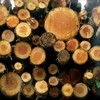logs, tree trunks