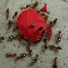 ants eating a berry