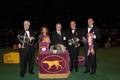2012 Best in Show (and Toy Group) Winner