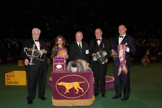 2012 Best in Show (and Toy Group) Winner