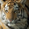 tiger cub at 8 months old