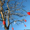 deflated balloons in a tree