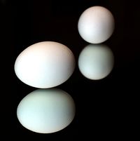 eggs