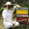 Beekeeper