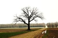 Tree on Bliss Rd
