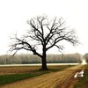 Tree on Bliss Rd