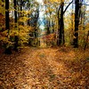 Leaves in the Ramapo Mountains