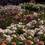 New York Botanical Garden roses: (from front to back) Orange Brass Band roses, light pink Johann Strauss roses, purple Purple Heart roses, orange Day Breakers, pink Escapades and light pink Quietness.