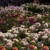 New York Botanical Garden roses: (from front to back) Orange Brass Band roses, light pink Johann Strauss roses, purple Purple Heart roses, orange Day Breakers, pink Escapades and light pink Quietness.