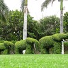 elephant topiary GOP