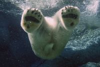 polar bear pool paws end