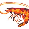 shrimp