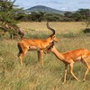 impala in Africa Tanzania, Serengeti