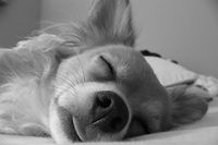 sleeping dog