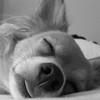 sleeping dog