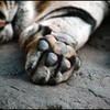 tiger paw