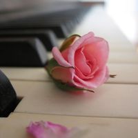 rose on a piano