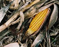 Corncob in a cornfield