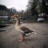 Russian goose