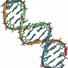 DNA Double Helix