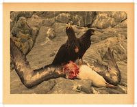 albatross, kestrels, birds, rocks