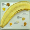 Yellow pigments, including 'gummi gutti' or gamboge