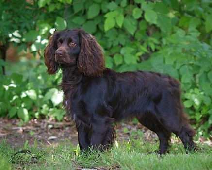 Taker, a Boykin spaniel owned by Paisley Stevens.