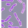 broken chromosomes