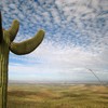 Cactus, Desert, Saguaro