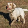 Merlin, a Clumber Spaniel
