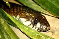 Egyptian Cobra Snake (Wikicommons)