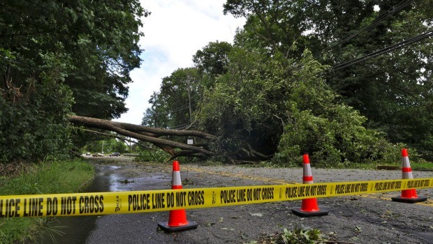 A tree down in Hillsdale, NJ.