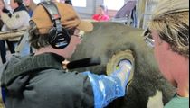 fistulated cow, rutgers, tim howard, barry jesse