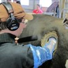 fistulated cow, rutgers, tim howard, barry jesse
