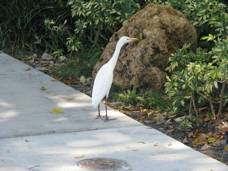 Outside the Convention Center: This white egret wandered around the sidewalk, wondering what the heck all the humans did with his mangroves.