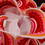 Gabriele Meyer's Red Blossom