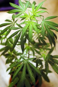 marijuana