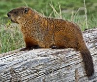 Groundhog