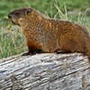 Groundhog