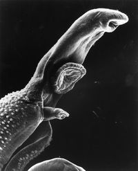 Schistosome parasite