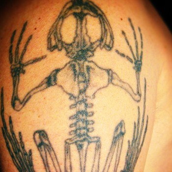 Skeleton of northern leopard frog