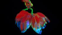 Fruitfly (Drosophila melanogaster) ovaries and uterus