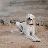 laughing dog