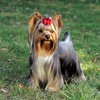 The Yorkshire Terrier is New York City's favorite K-9.