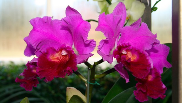 Rhyncholaeliocattleya Amy Wakasugi 'Yamanashi' Orchidaceae, on display as part of the NYBG Orchid Show: 