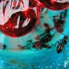 Ant