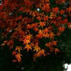 autumn leaves