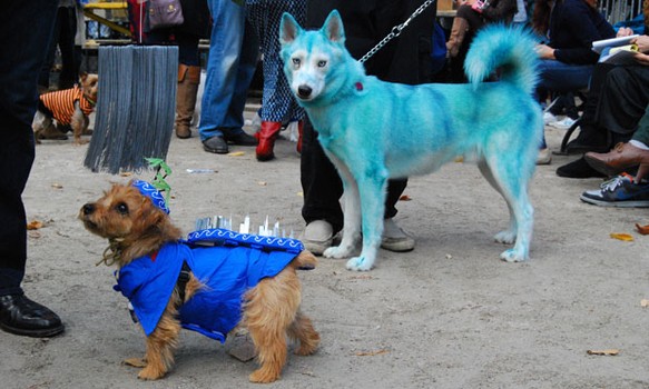 Hurricane Irene (left) stands with a character from Avatar (right), a husky whose fur was died with organic blue food coloring. (Its owner insisted the food coloring was not harmful!)